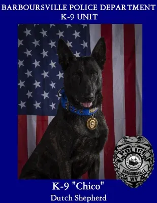 K-9 Chico